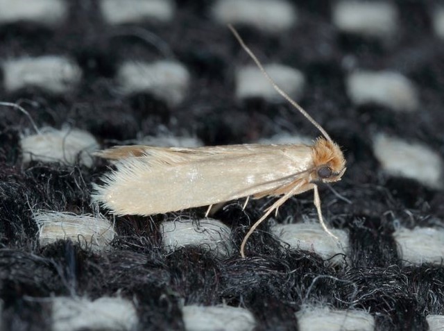 How to Treat Your Moth-Infested Rug: Step-by-Step Guide