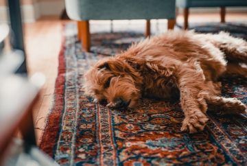 Increase Your Rug’s Life: 9 Things to Protect a Rug From